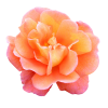 Rose - Plantas - 