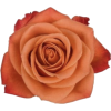 Rose - Plantas - 