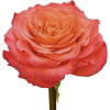 Rose - Pflanzen - 