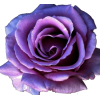 Rose - Plantas - 