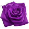 Rose - Rastline - 