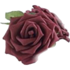 Rose - Plants - 