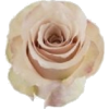 Rose - Biljke - 