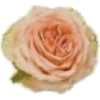 Rose - Rastline - 