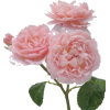 Rose - Plants - 