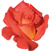 Rose - Rastline - 