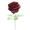 Rose - Uncategorized - 