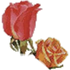 Roses - Rascunhos - 