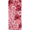 Roses - Background - 