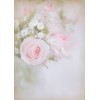 Roses - Minhas fotos - 