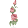 Roses - Pflanzen - 