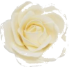 Roses - Piante - 