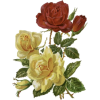 Roses - Растения - 