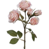 Roses - Pflanzen - 