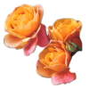 Roses - Uncategorized - 