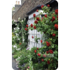 Roses house - Natureza - 