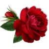 Ruža - Biljke - 