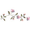 Ruže - Pflanzen - 