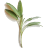 Sage - Items - 