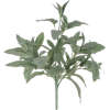 Sage - 植物 - 