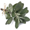 Sage - 植物 - 