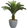 Sago palm - 植物 - 