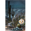 Saguaro Cactus - Nature - 