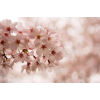 Sakura - People - 
