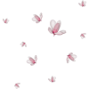 Sakura - 植物 - 
