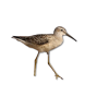 Sandpiper Birds - Animals - 