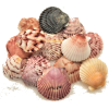 Scallop Seashells - Natur - 