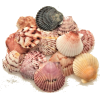 Scallop Seashells - Narava - 