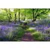 Scottish bluebell forest - Priroda - 