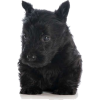 Scottish terrier puppy - 動物 - 