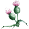 Scottish thistle flower - Nature - 