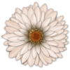 Scrapbook Flower Daisy Mum Sticker - Растения - 