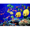 Sea fish - Nature - 