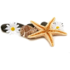 Sea star shell - 动物 - 