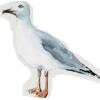 Sea Gull - Rascunhos - 