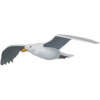 Sea Gull - Ilustrationen - 