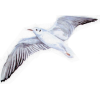 Sea Gull - Ilustracje - 