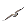 Seagull White - Животные - 
