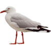 Seagull - Животные - 