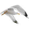 Seagull - 動物 - 