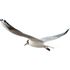 Seagull - Animais - 