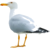 Seagull - Živali - 