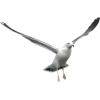 Seagull - 动物 - 