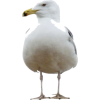 Seagull - Animales - 