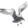 Seagull - Illustrations - 