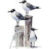 Seagull - Illustrations - 